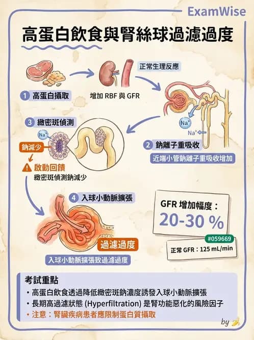 物治 - 消化泌尿系統生理 - AI 圖文解析預覽