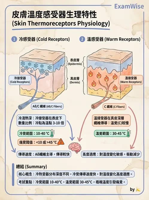 物治 - 免疫生殖與皮膚生理 - AI 圖文解析預覽