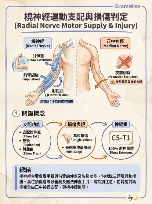 物治 - 肘關節與前臂生物力學 - AI 圖文解析預覽