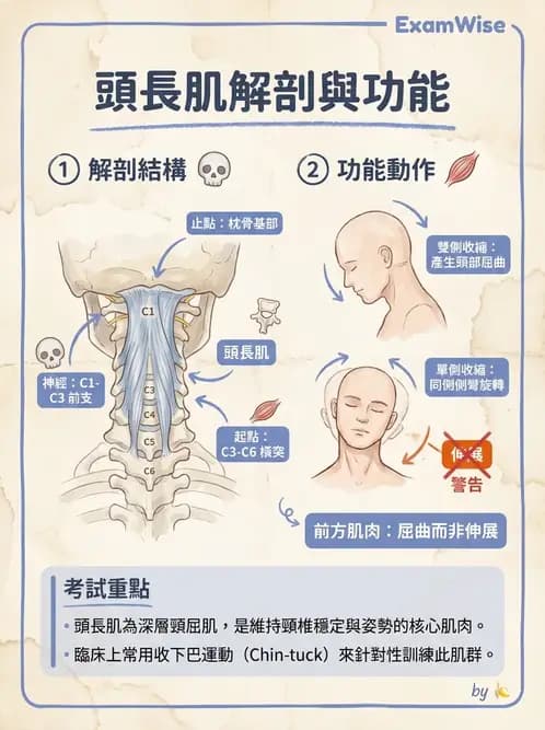 物治 - 頸椎肌動學與生物力學 - AI 圖文解析預覽