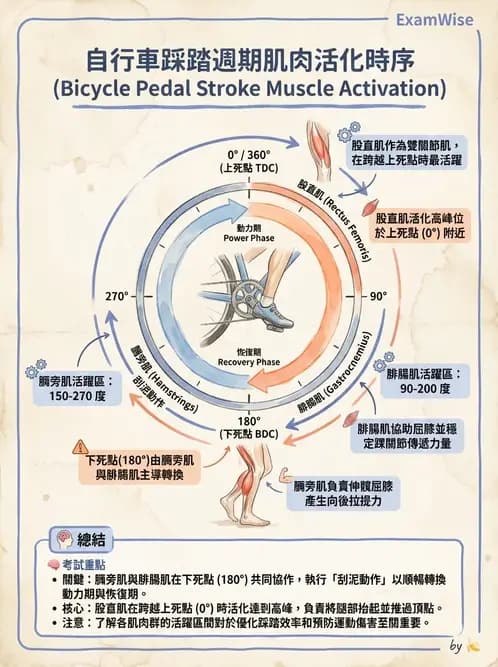 物治 - 膝關節肌動學與生物力學 - AI 圖文解析預覽
