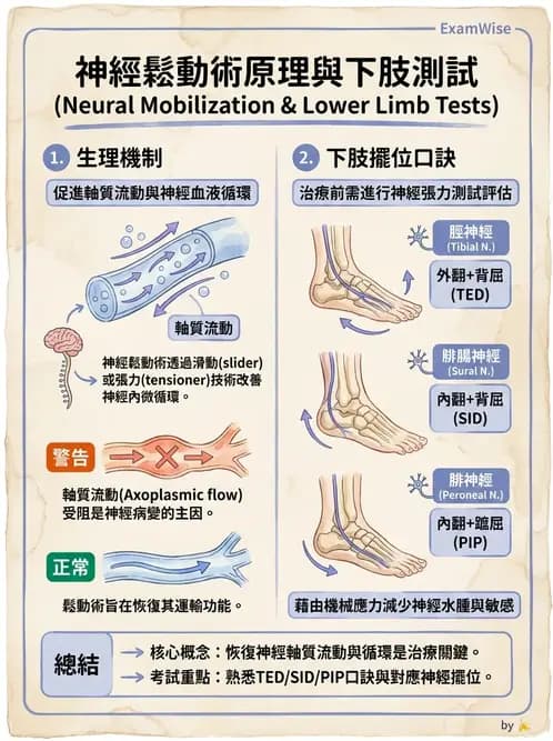 物治 - 神經鬆動術 - AI 圖文解析預覽