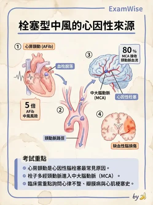 物治 - 腦中風病理與血管解剖 - AI 圖文解析預覽