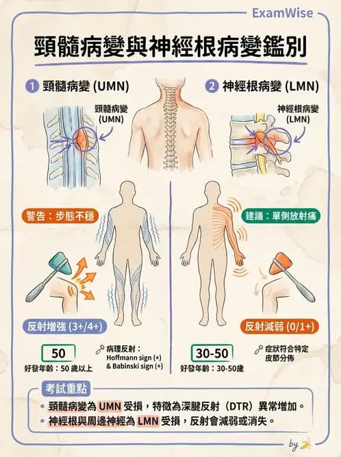 物治 - 頸椎評估與病理 - AI 圖文解析預覽