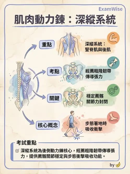 物治 - 腰椎穩定訓練與治療原則 - AI 圖文解析預覽