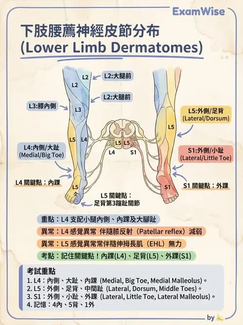 物治 - 腰椎椎間盤與脊椎狹窄 - AI 圖文解析預覽