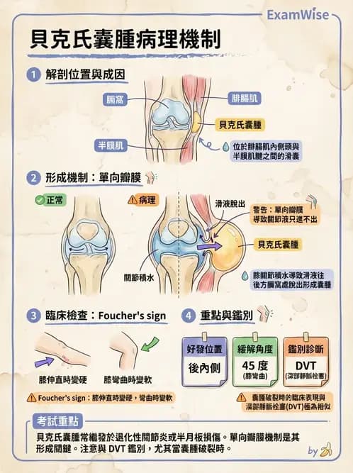 物治 - 膝關節生物力學與退化性疾病 - AI 圖文解析預覽