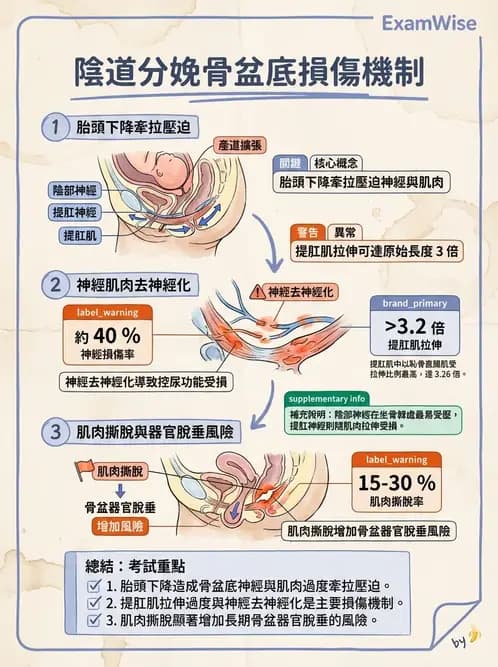 物治 - 女性健康 - AI 圖文解析預覽