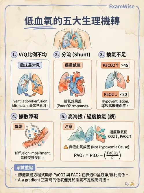 物治 - 呼吸解剖、生理與力學 - AI 圖文解析預覽