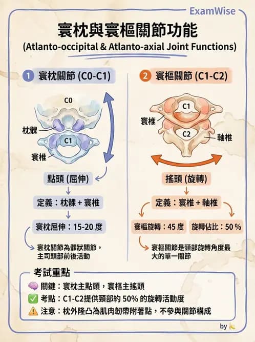 物治 - 骨骼與關節解剖 - AI 圖文解析預覽