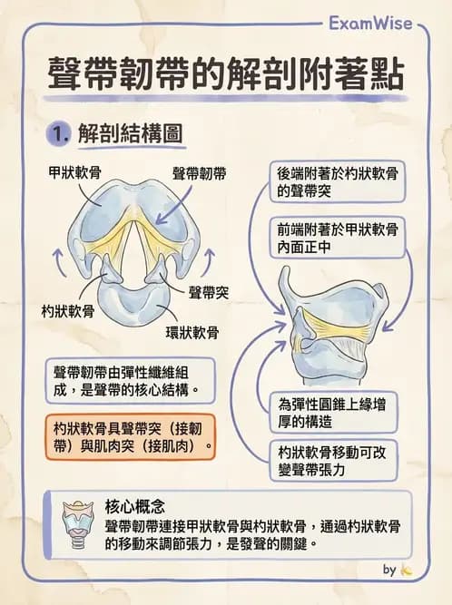 物治 - 呼吸系統解剖 - AI 圖文解析預覽