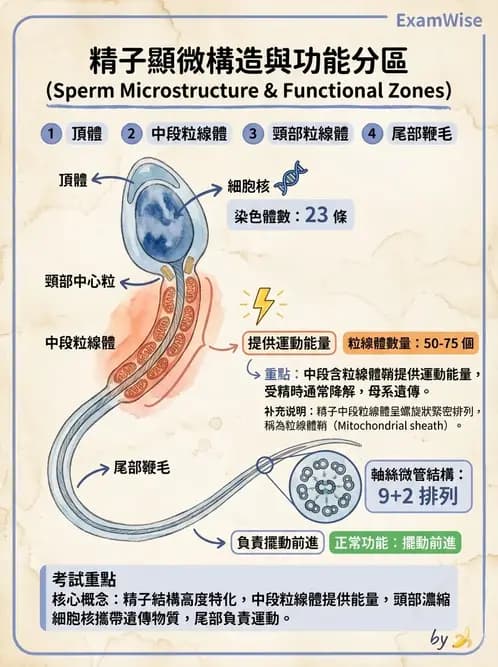 物治 - 消化泌尿生殖系統解剖 - AI 圖文解析預覽