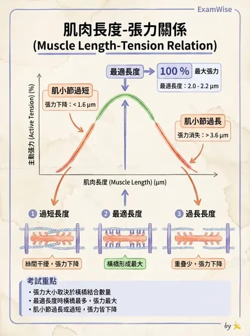 物治 - 肌肉收縮與纖維特性 - AI 圖文解析預覽