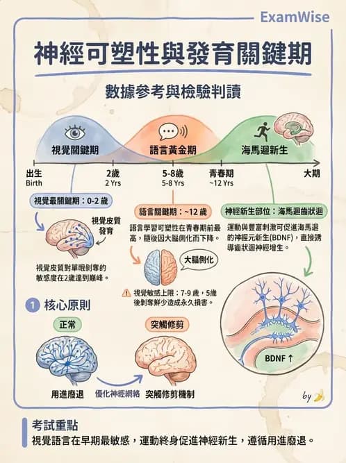 物治 - 神經系統生理 - AI 圖文解析預覽