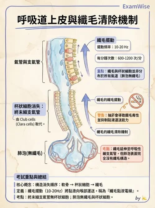 物治 - 呼吸生理 - AI 圖文解析預覽