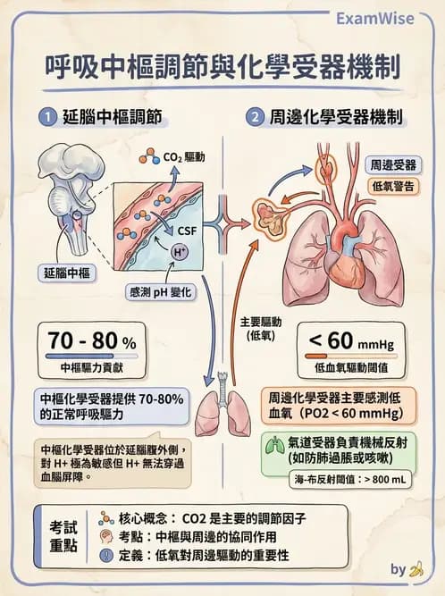 物治 - 呼吸生理 - AI 圖文解析預覽