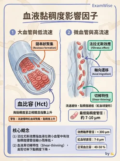 物治 - 心臟血管生理 - AI 圖文解析預覽