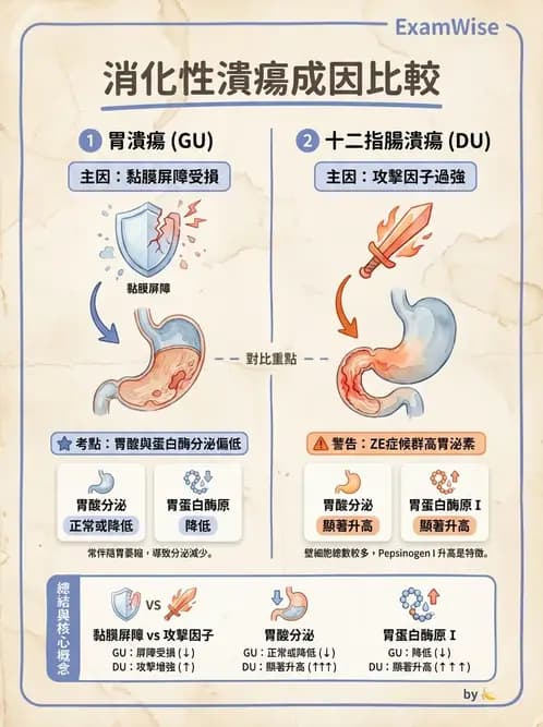 物治 - 消化泌尿系統生理 - AI 圖文解析預覽