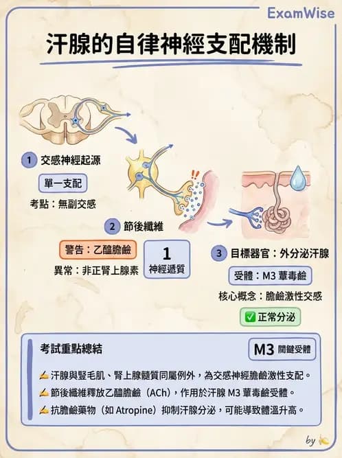 物治 - 免疫生殖與皮膚生理 - AI 圖文解析預覽