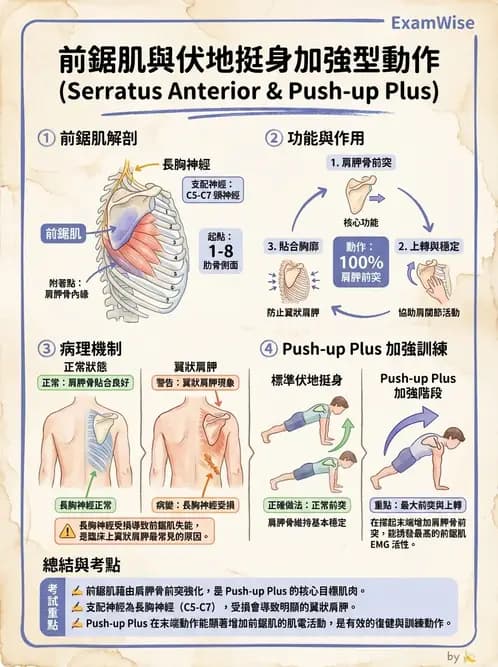 物治 - 肩關節複合體生物力學 - AI 圖文解析預覽
