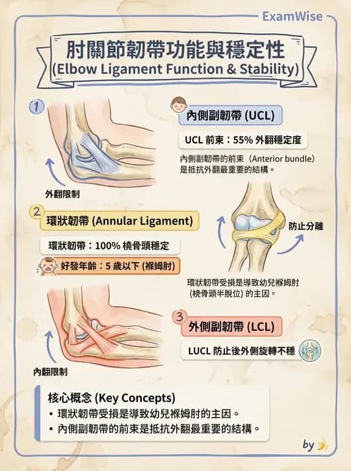 物治 - 肘關節與前臂生物力學 - AI 圖文解析預覽
