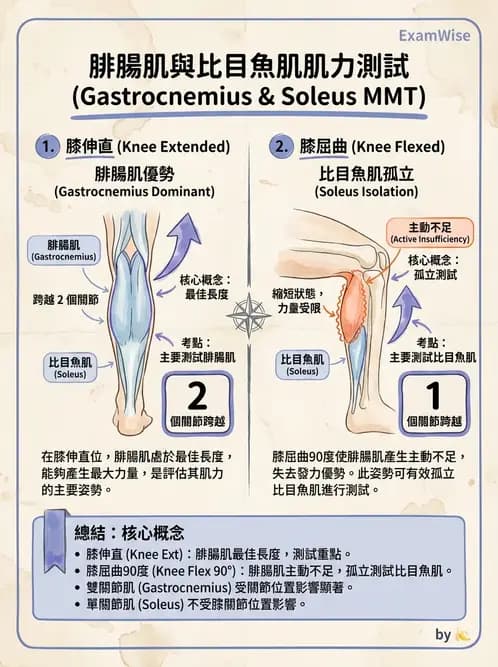 物治 - 踝與足部肌動學與生物力學 - AI 圖文解析預覽