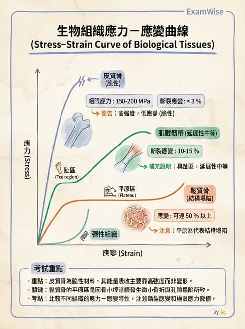 物治 - 組織生物力學 - AI 圖文解析預覽