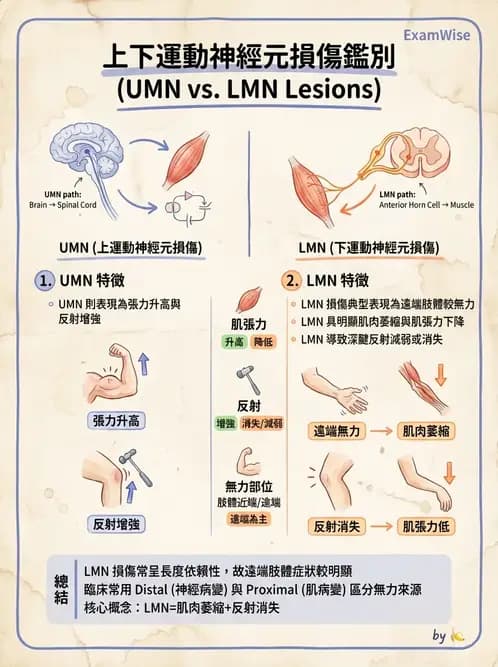 物治 - 脊髓與周邊神經疾病 - AI 圖文解析預覽