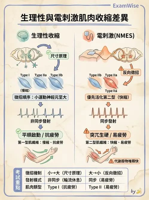物治 - 神經肌肉電刺激 - AI 圖文解析預覽