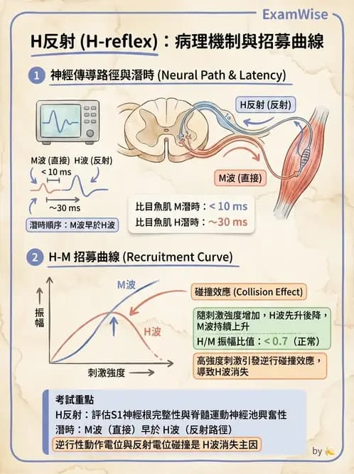 物治 - 電生理診斷 - AI 圖文解析預覽