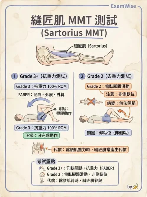 物治 - 下肢徒手肌力測試 - AI 圖文解析預覽