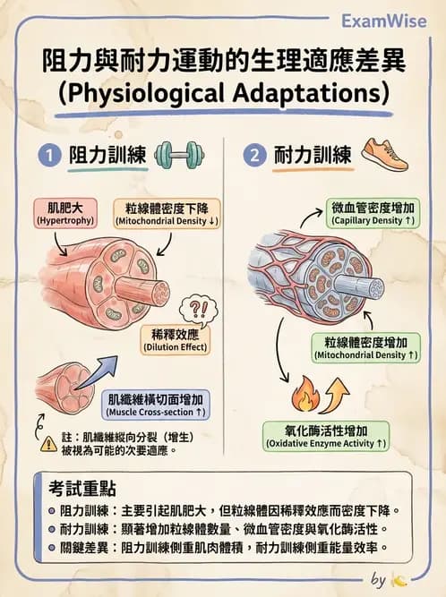物治 - 肌耐力與神經肌肉適應 - AI 圖文解析預覽
