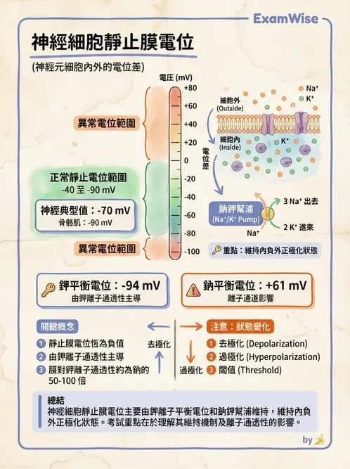 醫檢師 - 神經肌肉與睡眠檢查 - AI 圖文解析預覽