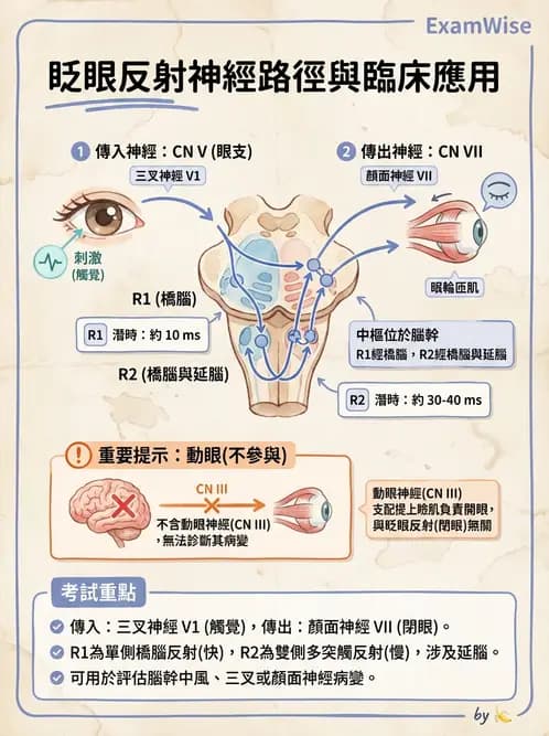 醫檢師 - 神經肌肉與睡眠檢查 - AI 圖文解析預覽