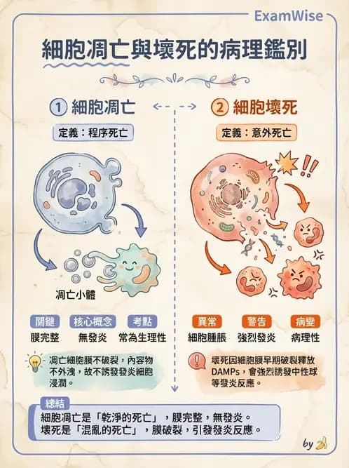 醫檢師 - 細胞傷害、發炎與修復 - AI 圖文解析預覽