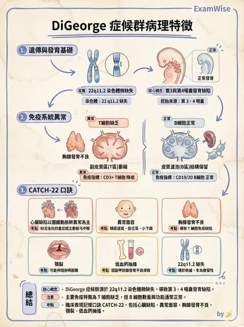 醫檢師 - 免疫疾病 - AI 圖文解析預覽