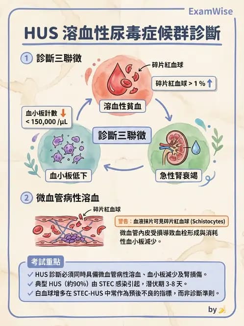 醫檢師 - 腎臟泌尿及男性生殖疾病 - AI 圖文解析預覽