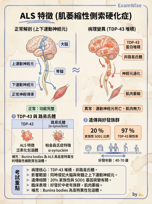 醫檢師 - 神經系統疾病 - AI 圖文解析預覽