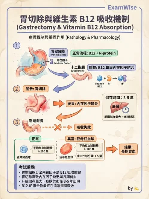 醫檢師 - 貧血診斷與營養缺乏性貧血 - AI 圖文解析預覽