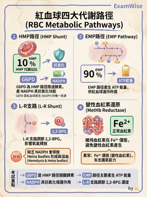 醫檢師 - 溶血性貧血與血色素病變 - AI 圖文解析預覽