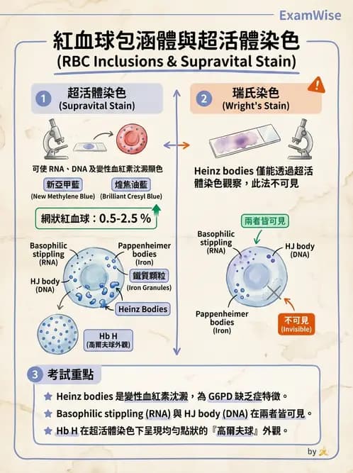 醫檢師 - 紅血球生理與形態 - AI 圖文解析預覽