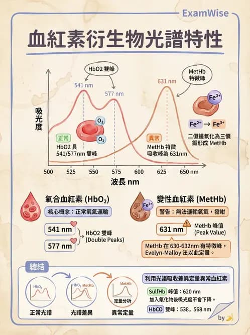 醫檢師 - 紅血球生理與形態 - AI 圖文解析預覽