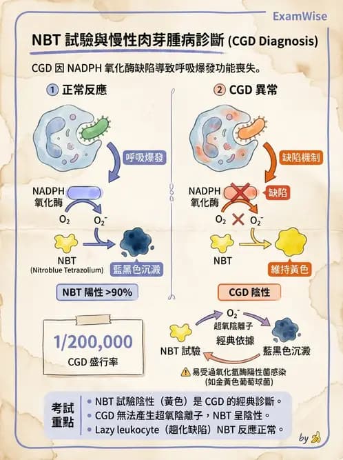醫檢師 - 白血球生理與形態 - AI 圖文解析預覽