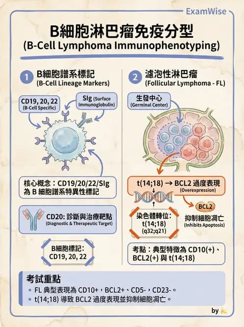醫檢師 - 淋巴瘤、漿細胞疾病與白血球異常 - AI 圖文解析預覽