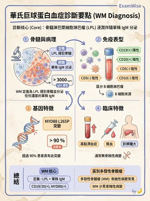 醫檢師 - 淋巴瘤、漿細胞疾病與白血球異常 - AI 圖文解析預覽