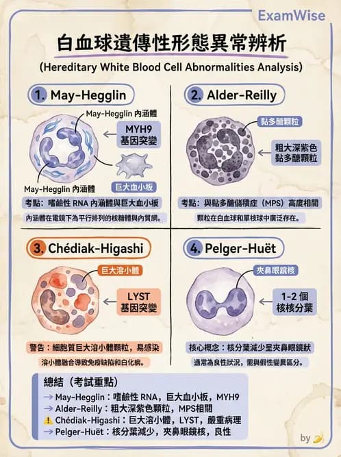 醫檢師 - 淋巴瘤、漿細胞疾病與白血球異常 - AI 圖文解析預覽