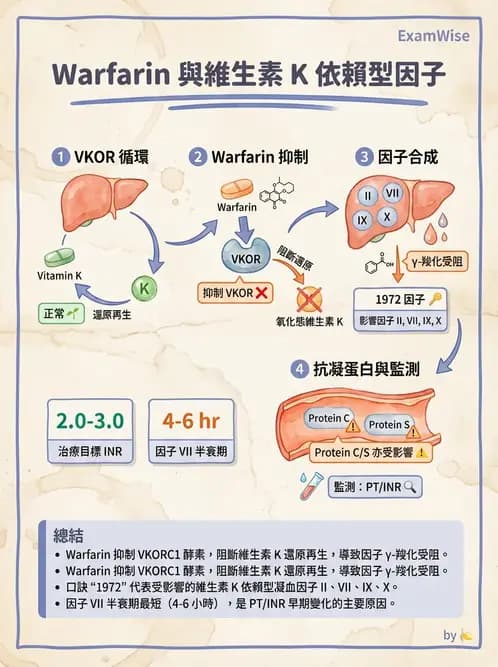 醫檢師 - 血栓性疾病與抗凝治療監測 - AI 圖文解析預覽