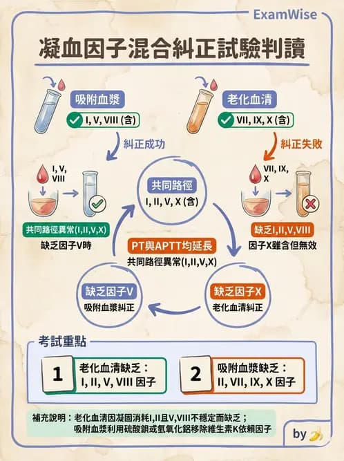 醫檢師 - 出血性疾病與檢驗 - AI 圖文解析預覽