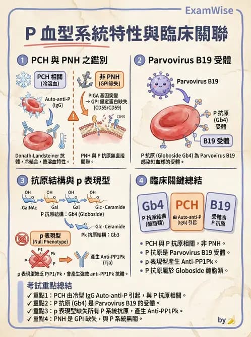 醫檢師 - 紅血球抗原與血型系統 - AI 圖文解析預覽