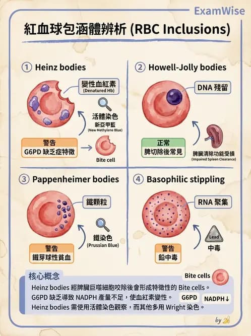 醫檢師 - 溶血性貧血與血色素病變 - AI 圖文解析預覽